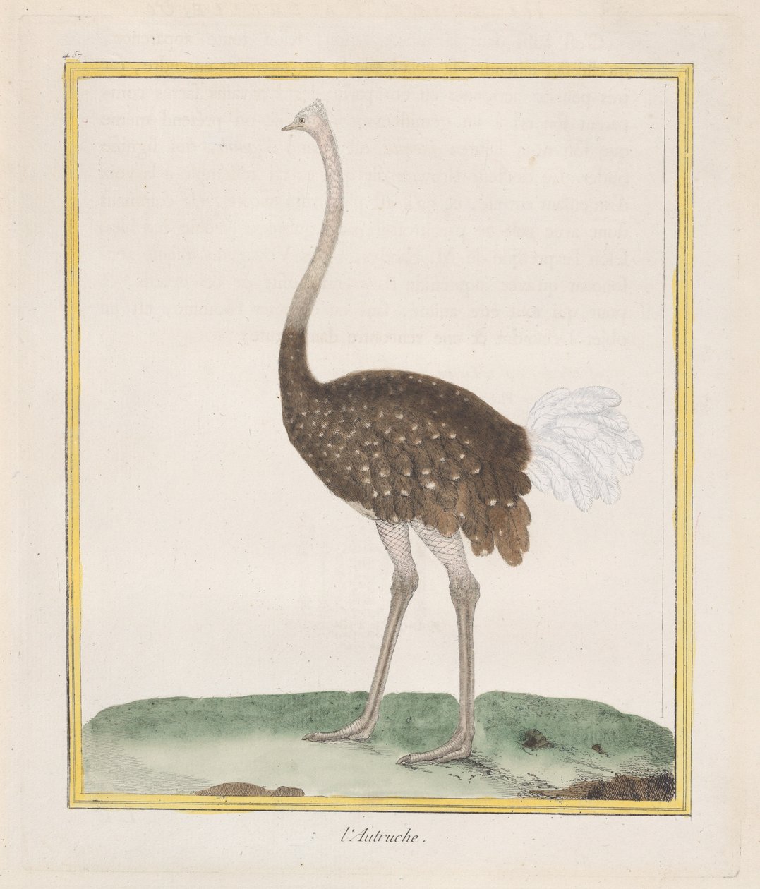 Devekuşu Devekuşu, 1770-86. by Francois Nicolas Martinet