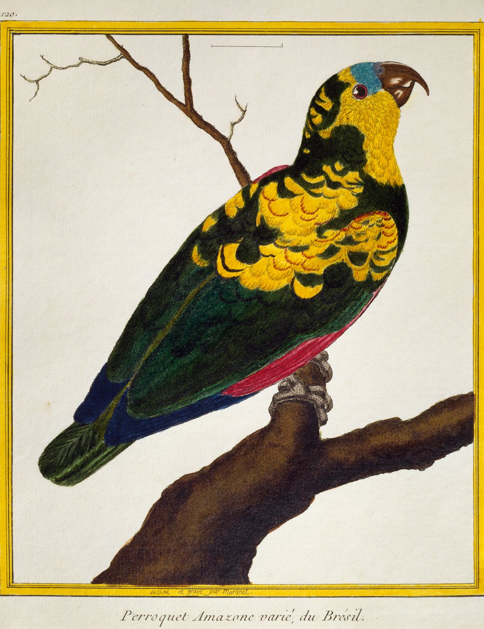 Kuşların Doğa Tarihinden Mavi Önlü Papağan (Amazona aestiva), by Francois Nicolas Martinet
