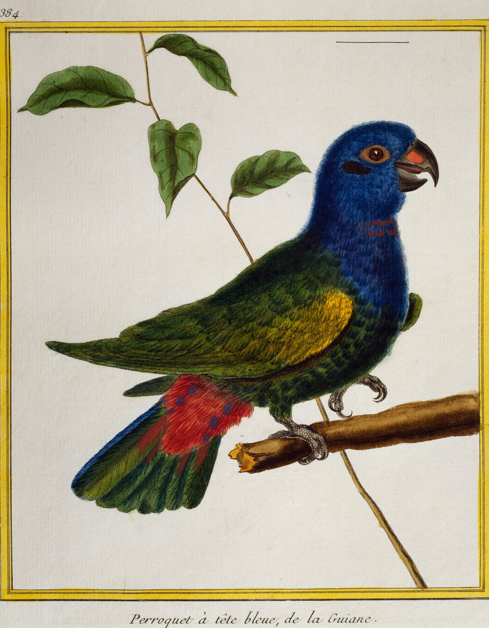 Kuşların Doğa Tarihinden Mavi Başlı Papağan (Pionus menstruus), by Francois Nicolas Martinet