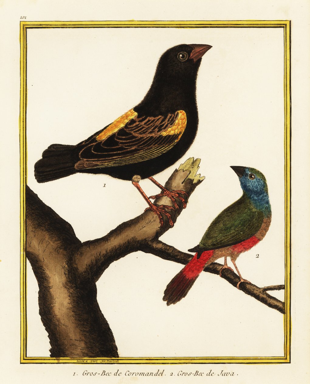 Cape piskopos, Euplectes capensis 1 ve iğne kuyruklu papağan, Erythrura prasina 2 by Francois Nicolas Martinet