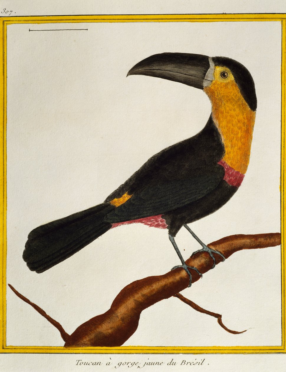 Kuşların Doğal Tarihinden Kanal gagalı Toucan (Ramphastos vitellinus), by Francois Nicolas Martinet