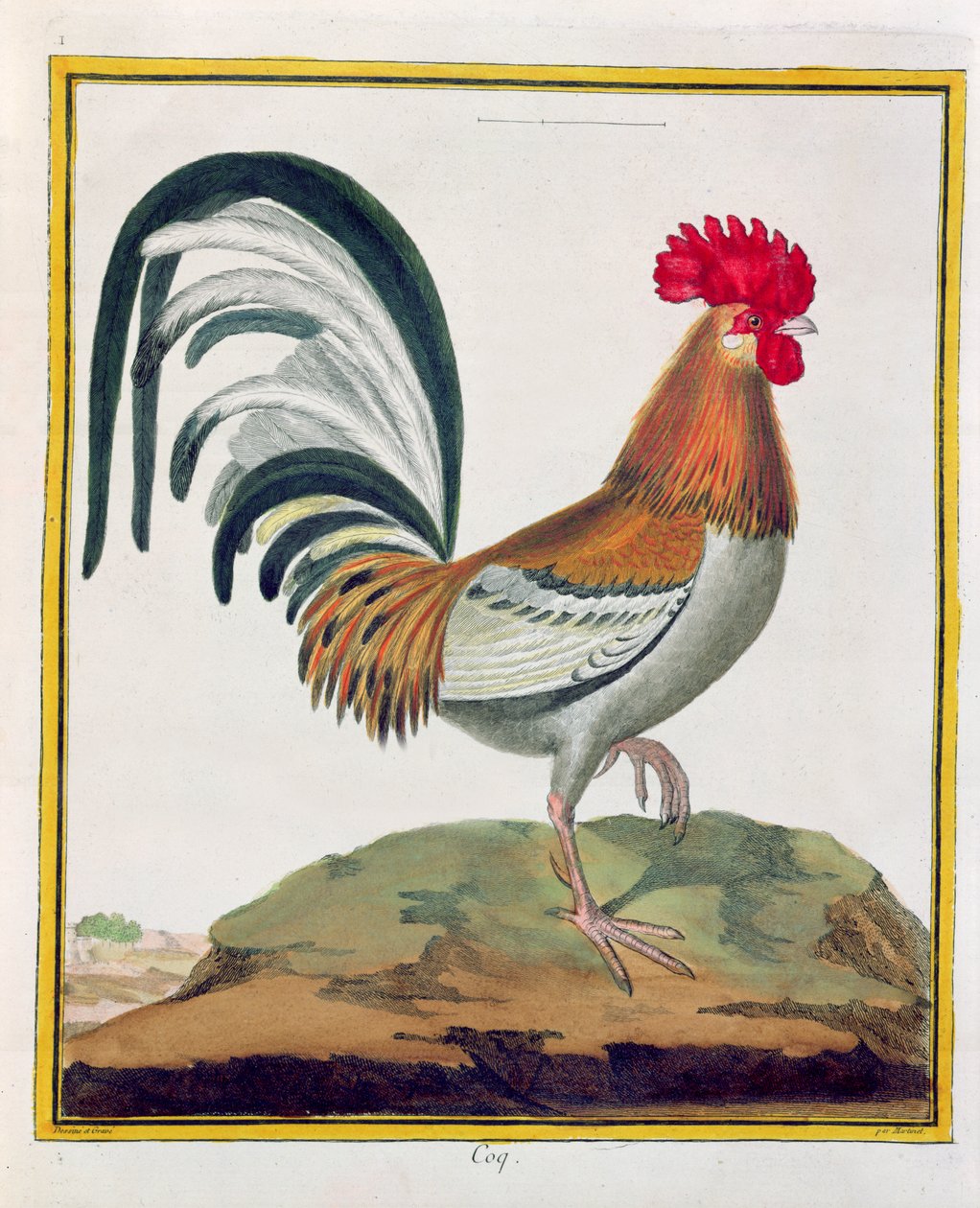 Cockerel, Georges de Buffon (1707-88) tarafından 1777