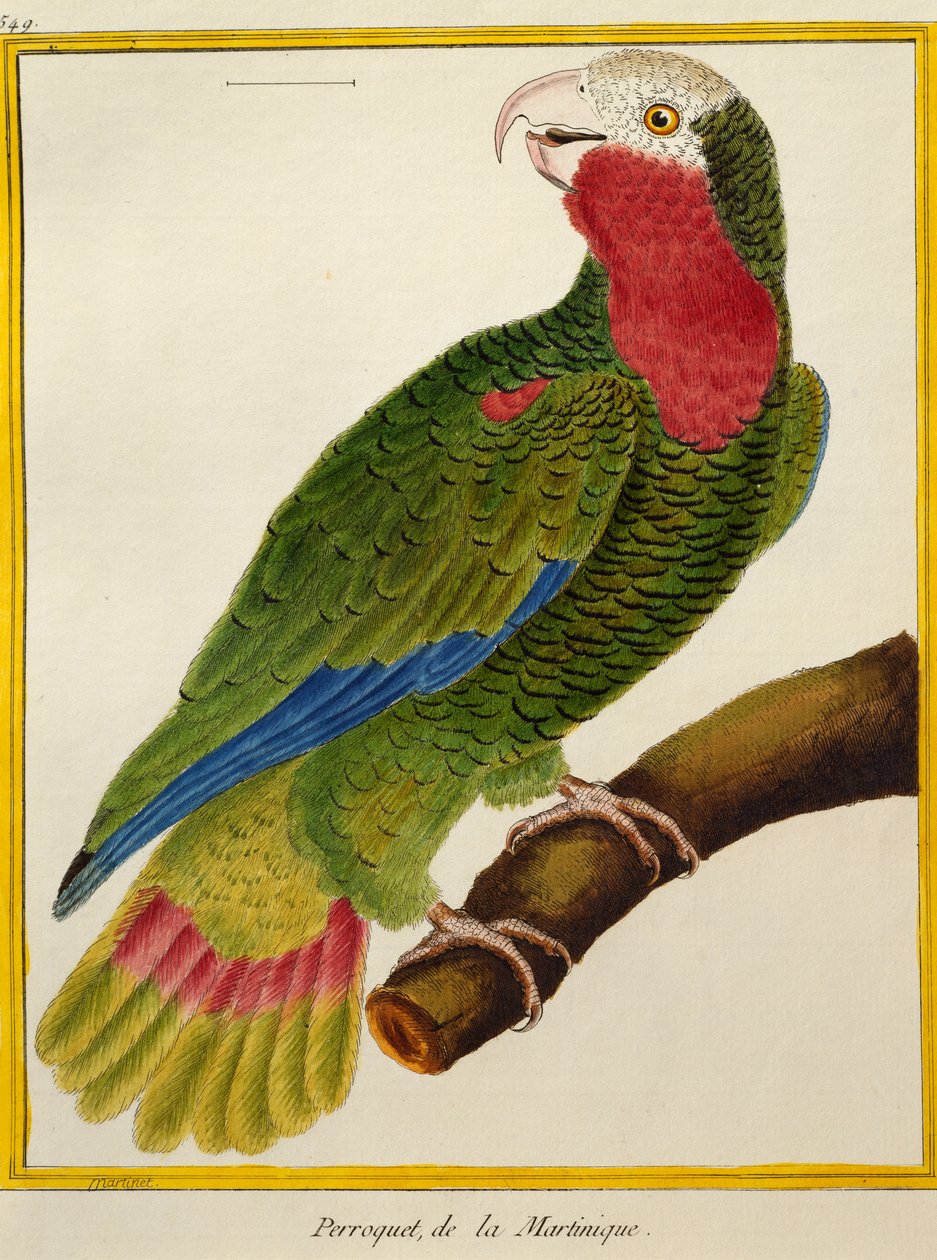 Kuşların Doğal Tarihinden Küba Papağanı (Amazona leucocephala), by Francois Nicolas Martinet