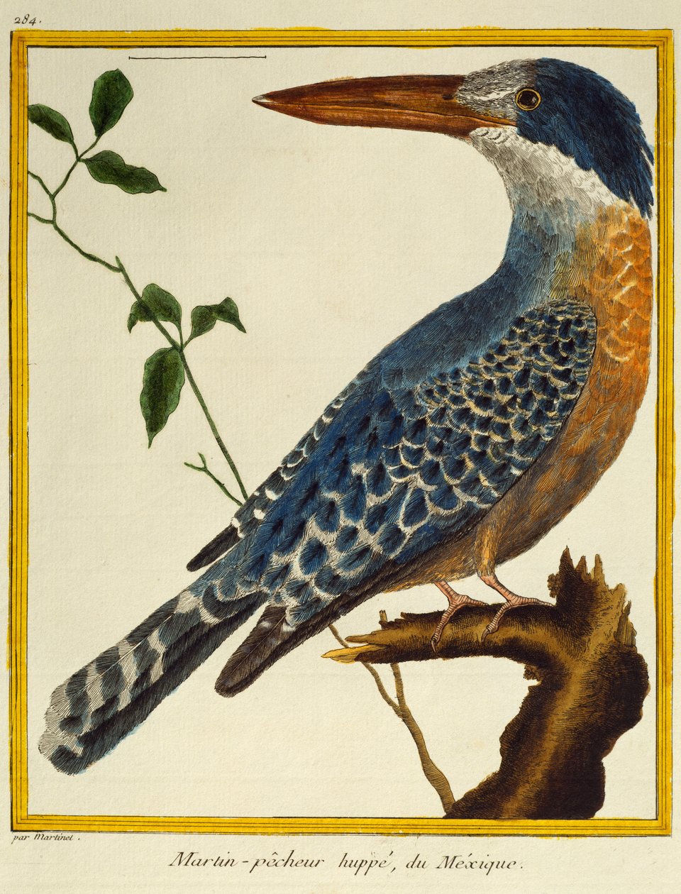 Kuşların Doğal Tarihinden Dev Yalıçapkını (Megaceryle maxima), by Francois Nicolas Martinet