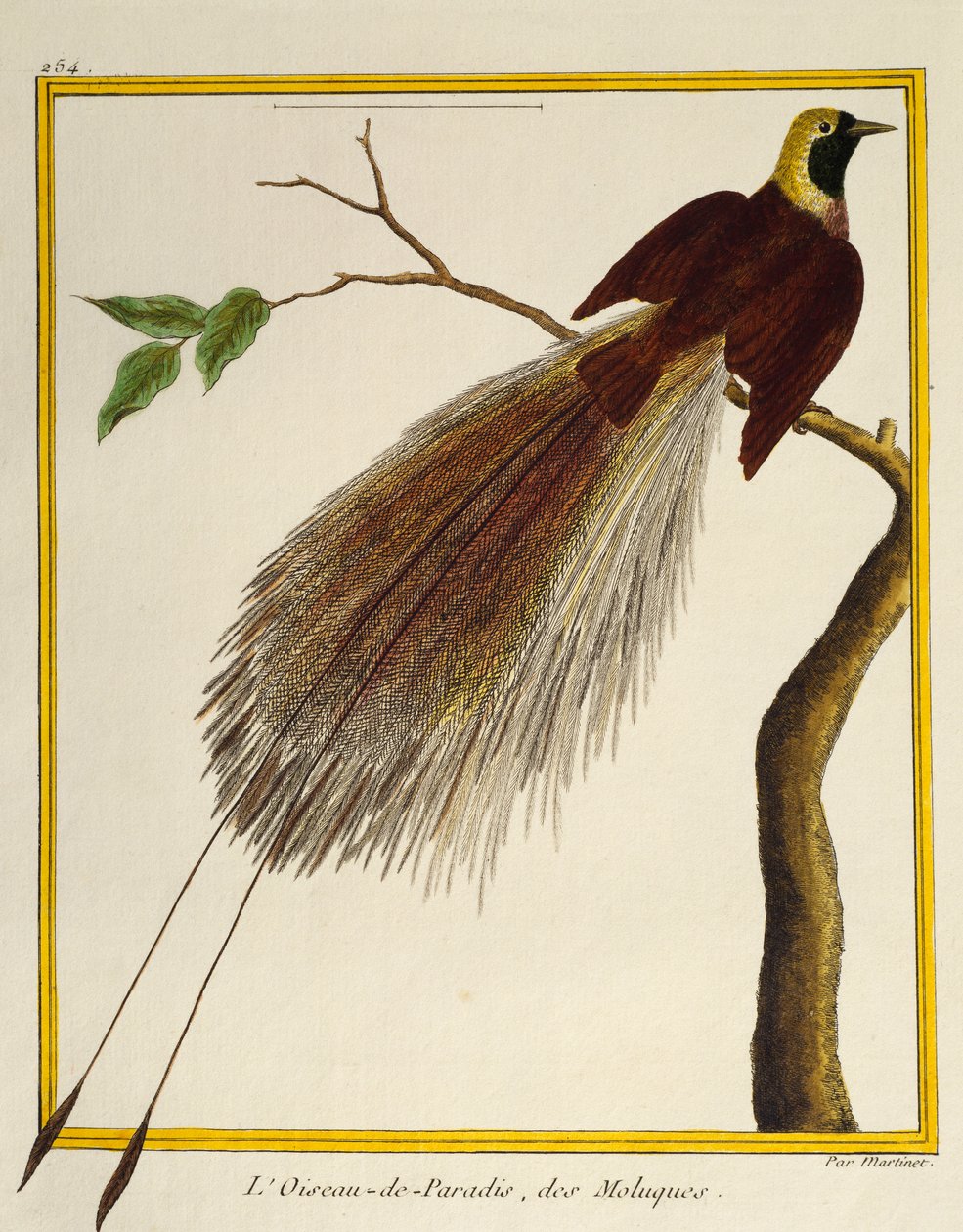 Kuşların Doğal Tarihinden Büyük Cennet Kuşu (Paradisaea apoda), by Francois Nicolas Martinet