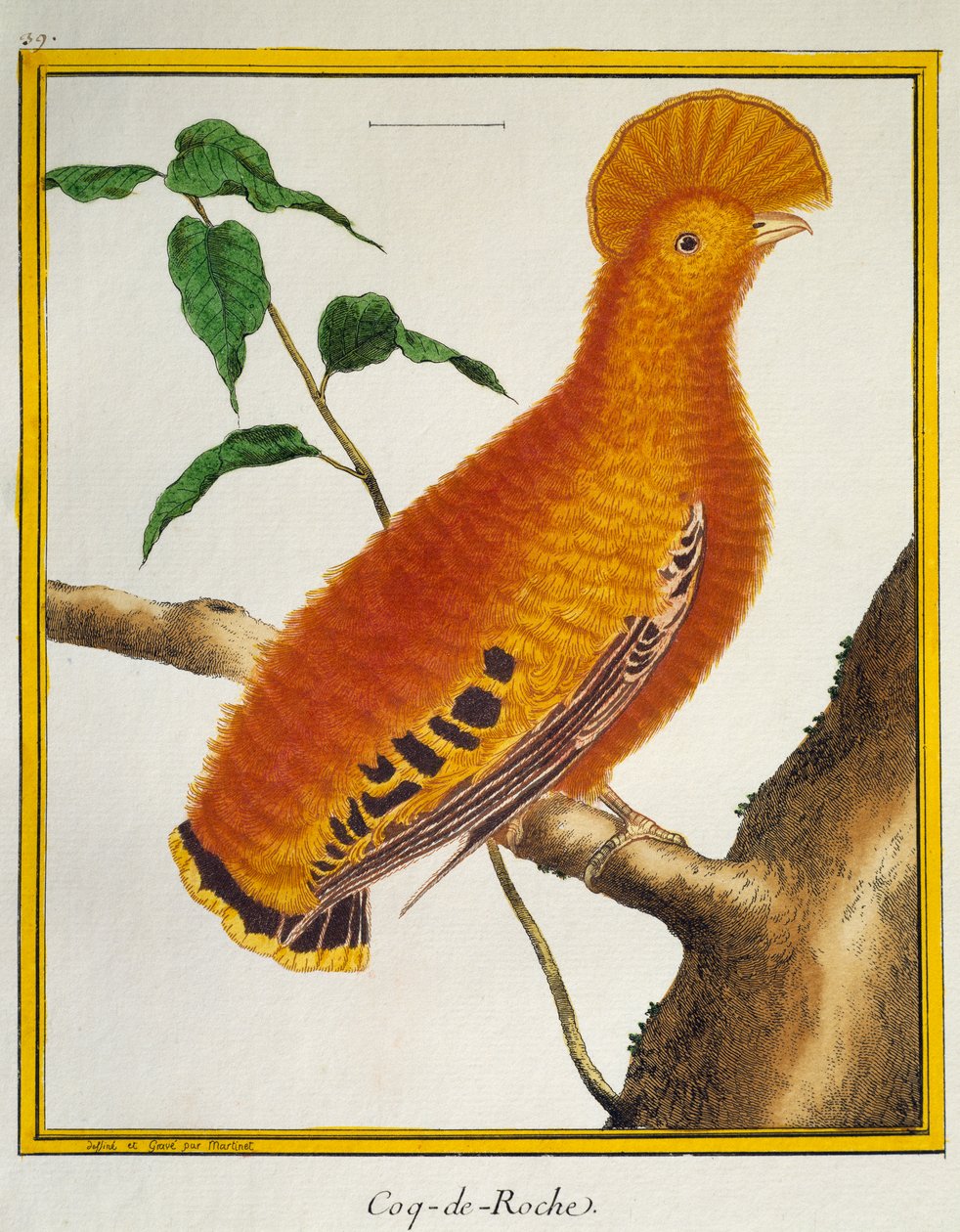 Kuşların Doğal Tarihinden Guianan Kaya Horozu (Rupicola rupicola), by Francois Nicolas Martinet