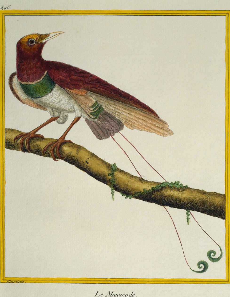 Kuşların Doğal Tarihinden Kral cennet kuşu (Cicinnurus regius), by Francois Nicolas Martinet