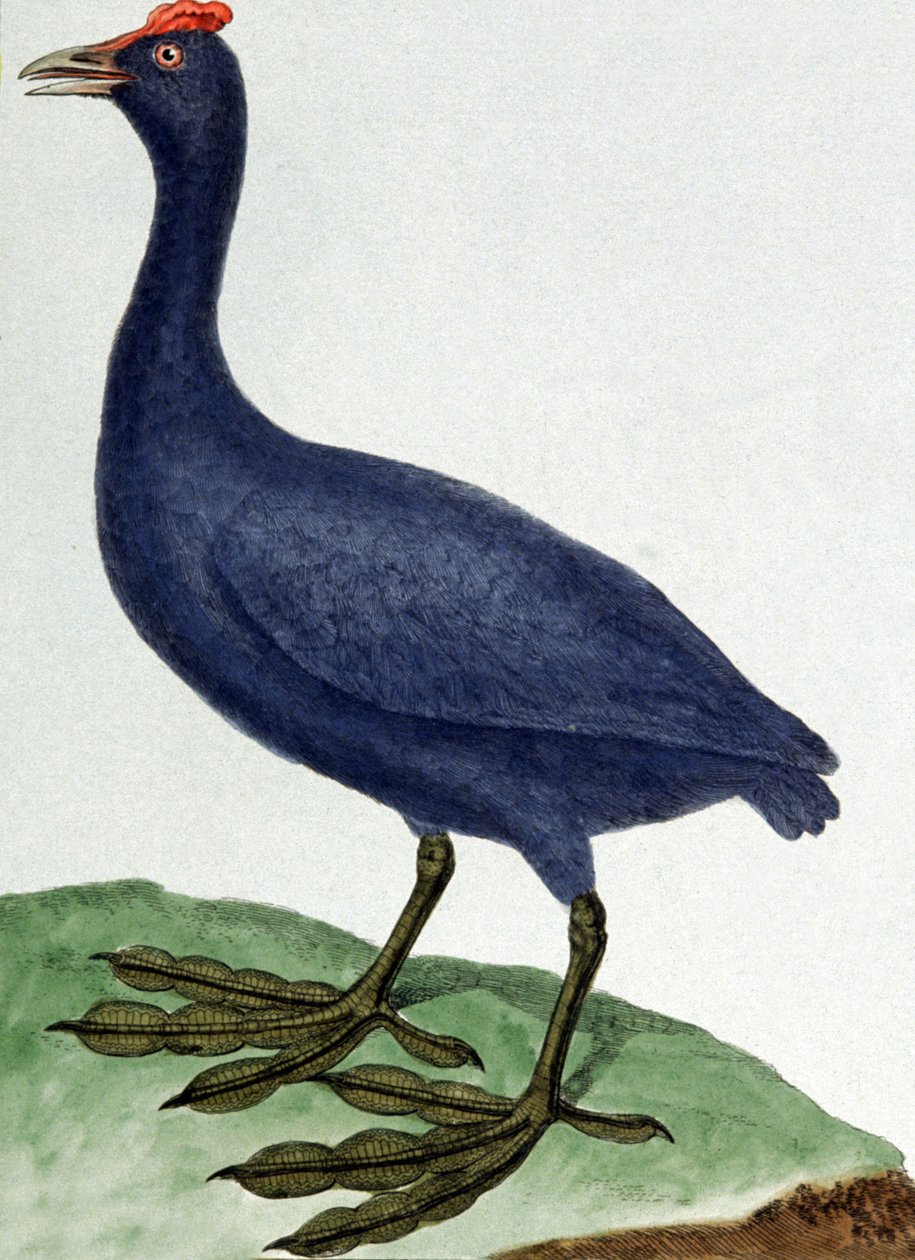 Madagaskar by Francois Nicolas Martinet