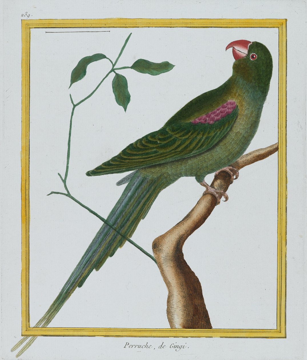 Perruche, de Gingi, c.1770-86 (el boyaması gravür) by Francois Nicolas Martinet