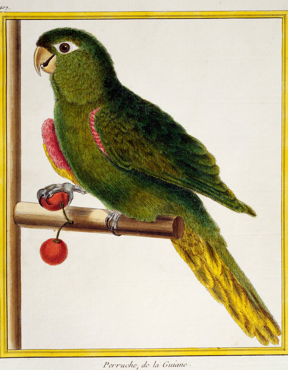 Kuşların Doğal Tarihinden Kırmızı Omuzlu Amerika Papağanı (Diopsittaca nobilis), by Francois Nicolas Martinet