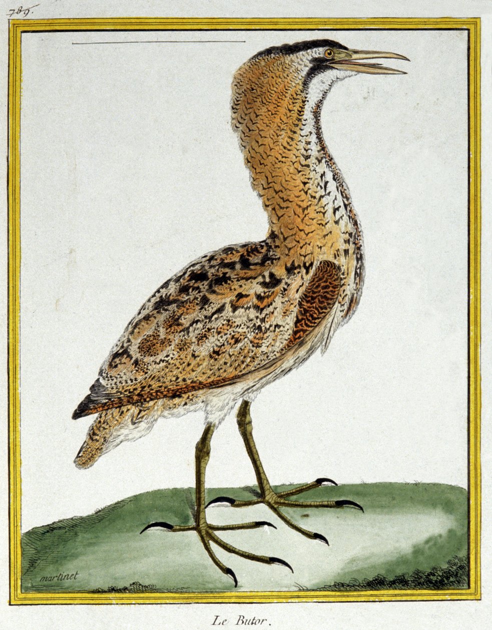 Bilim. zooloji. Acı. Francois Nicolas Martinet tarafından gravür: Kuşların Doğal Tarihi, Georges Louis Leclerc de Buffon, Fransa, c.1777 (renkli gravür) by Francois Nicolas Martinet