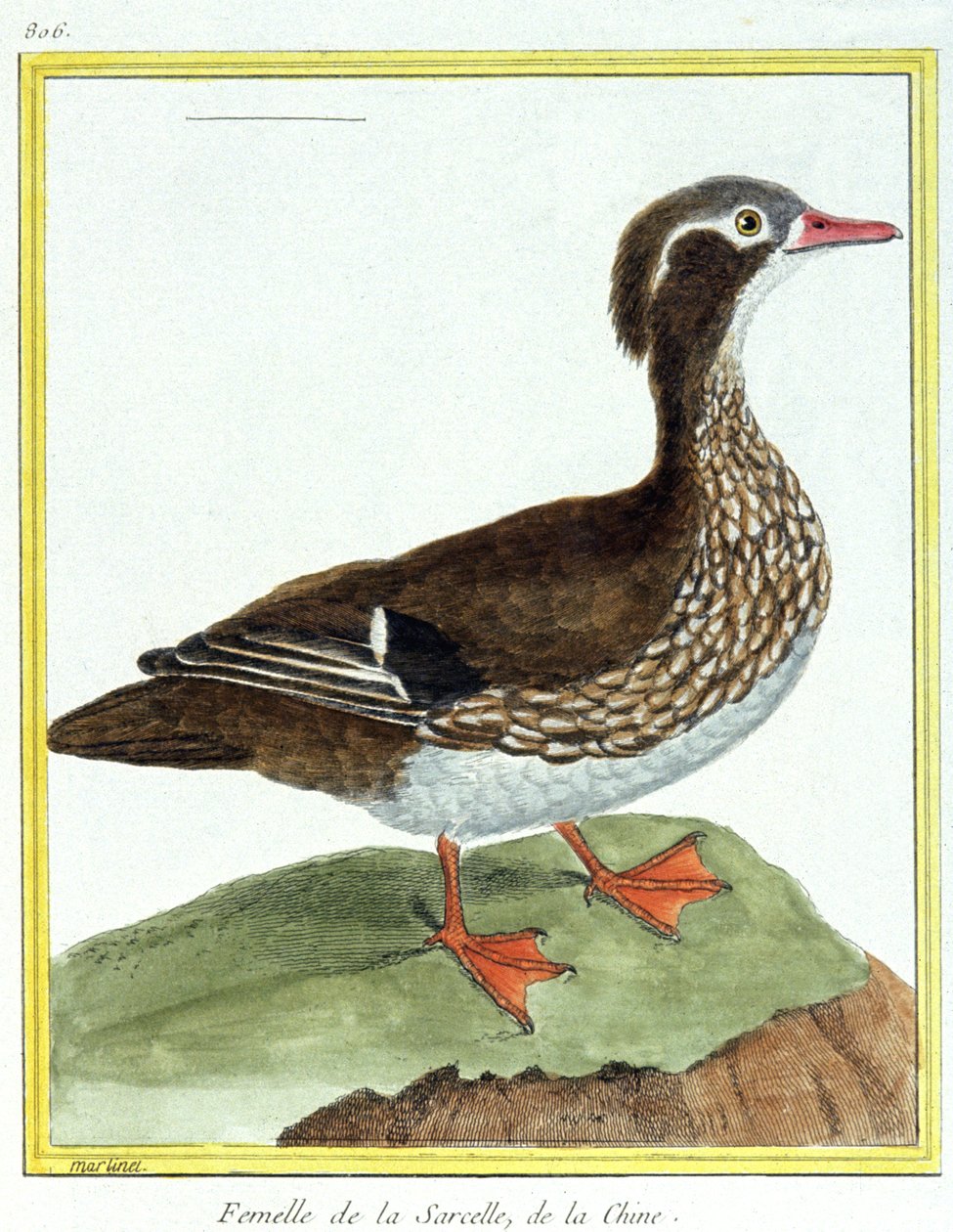 Bilim. zooloji. Çin Teal. Francois Nicolas Martinet tarafından gravür: Kuşların Doğal Tarihi, Georges Louis Leclerc de Buffon, Fransa, c.1777 (renkli gravür) by Francois Nicolas Martinet