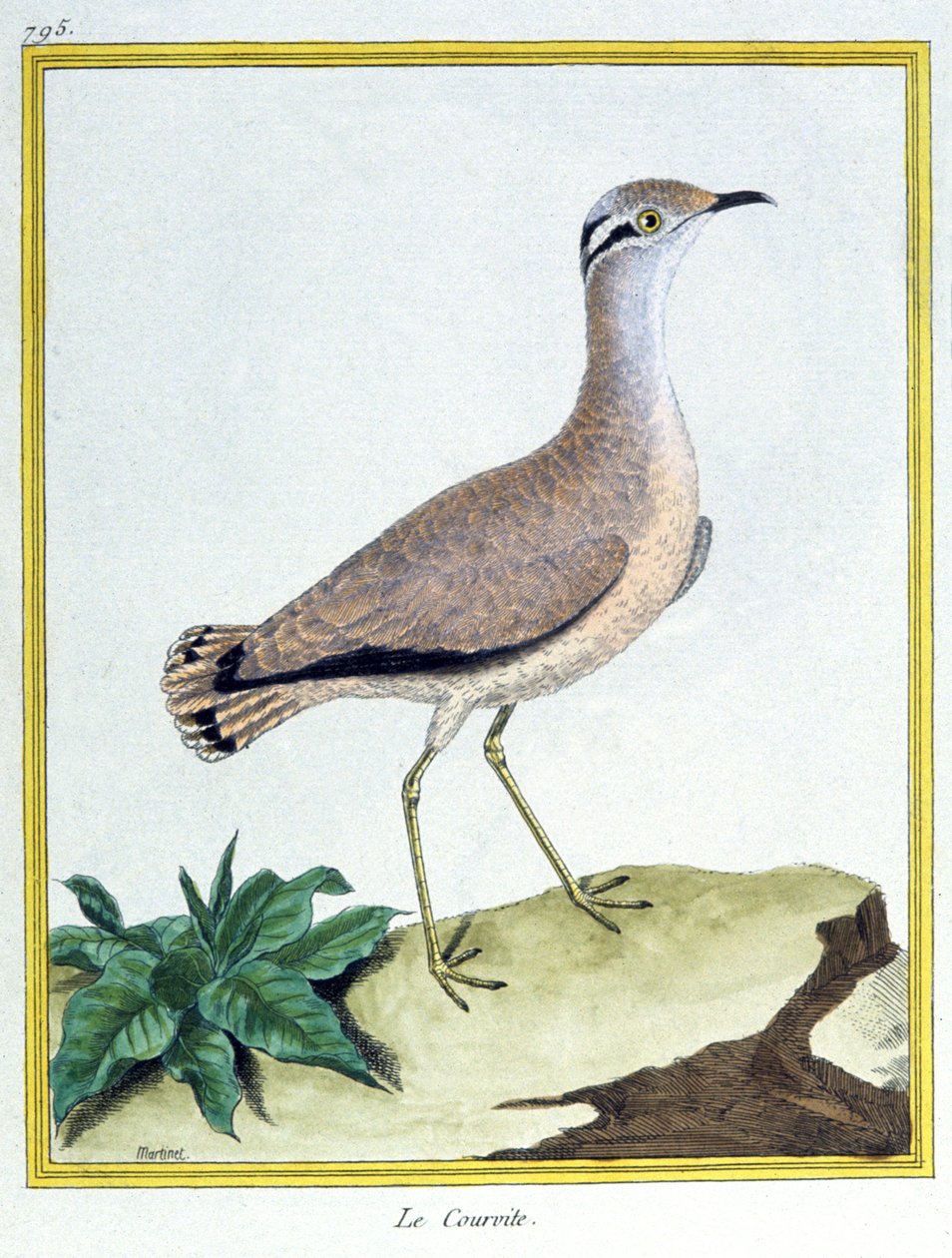 Bilim. zooloji. Krem renkli Courser. Francois Nicolas Martinet tarafından gravür: Kuşların Doğal Tarihi, Georges Louis Leclerc de Buffon, Fransa, c.1777 (renkli gravür) by Francois Nicolas Martinet