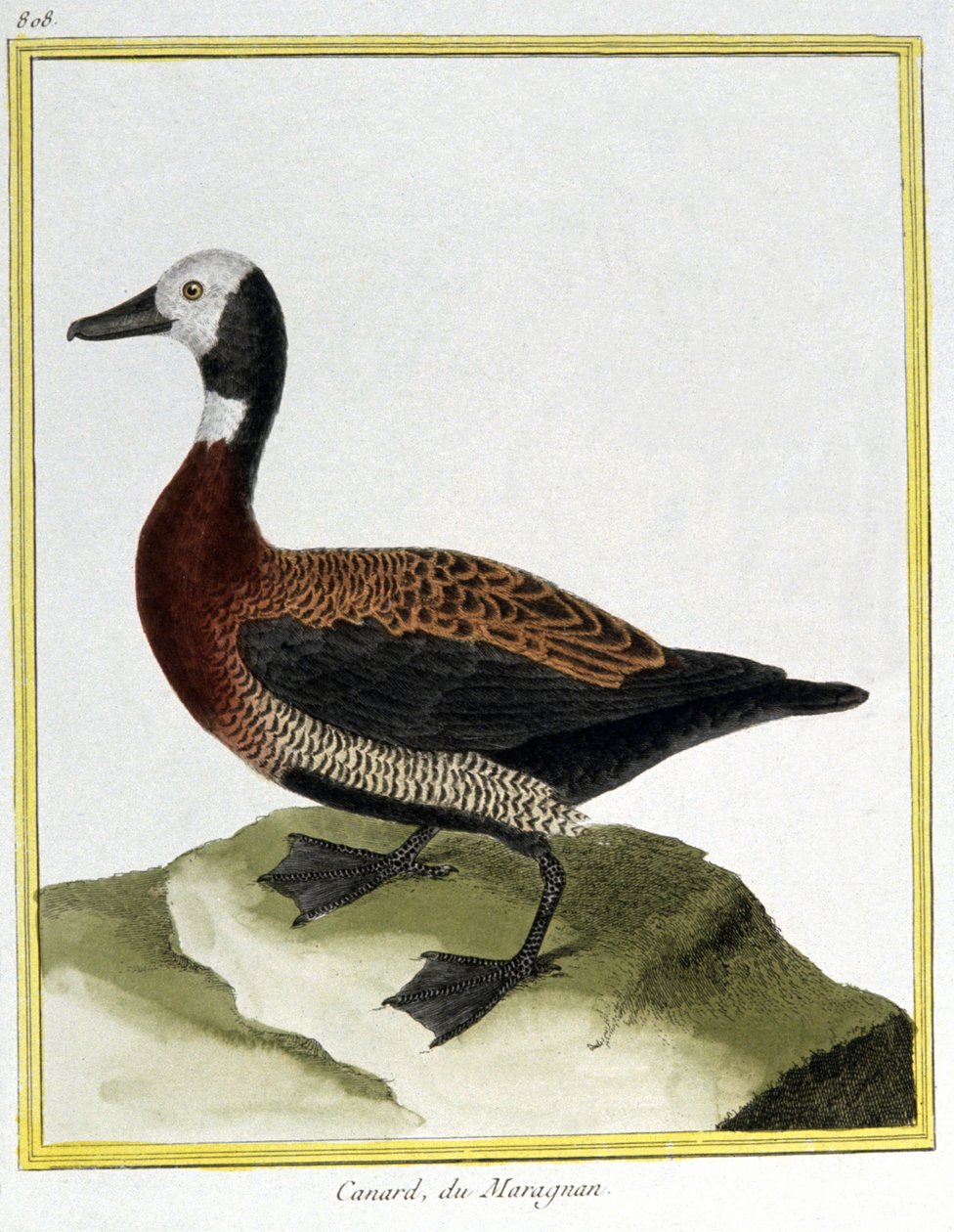 Bilim. zooloji. Avrasya Wigeon. Francois Nicolas Martinet tarafından gravür: Kuşların Doğal Tarihi, Georges Louis Leclerc de Buffon, Fransa, c.1777 (renkli gravür) by Francois Nicolas Martinet