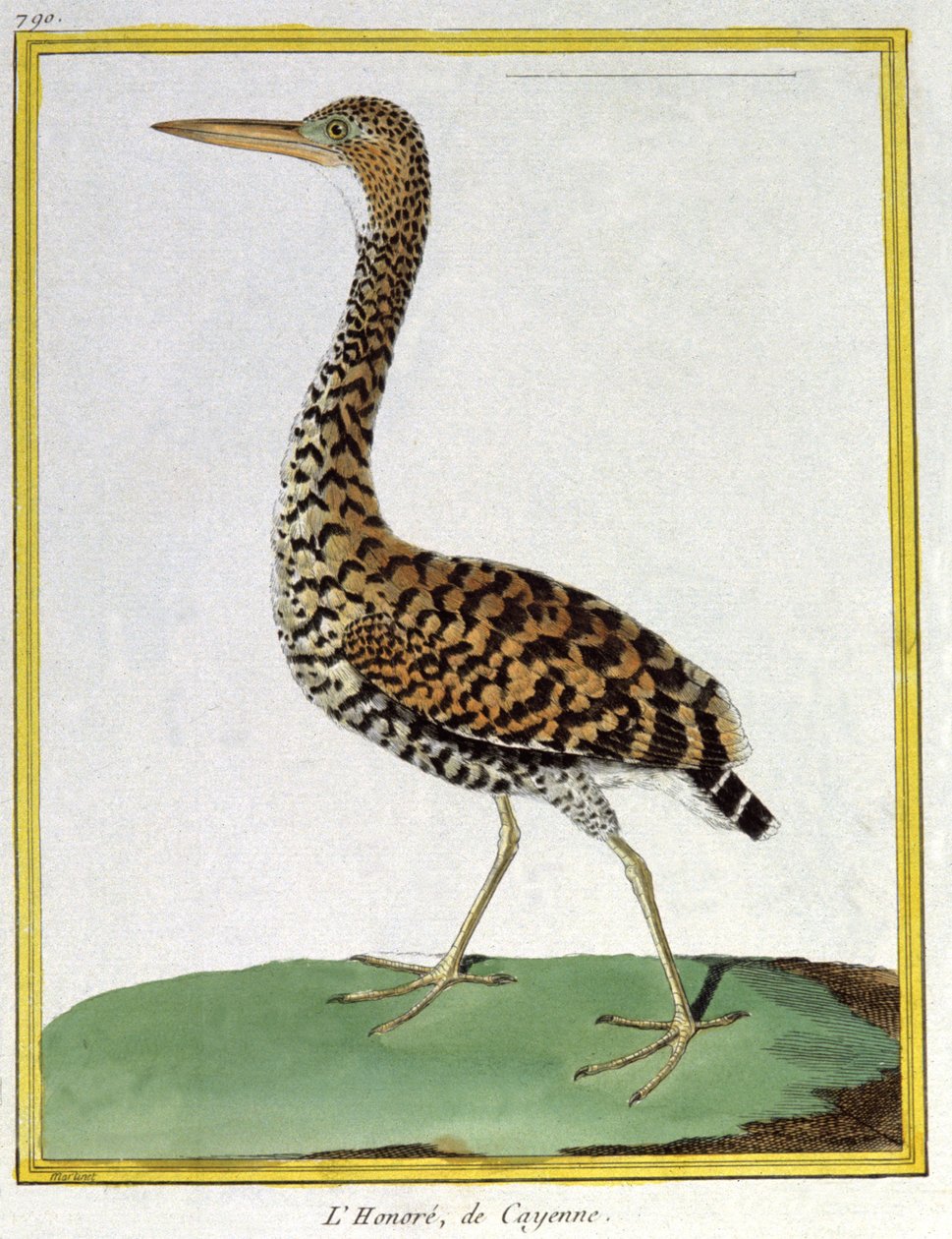 Bilim. zooloji. Cayenne Heron (Fransız Guyanası). Francois Nicolas Martinet tarafından gravür: Kuşların Doğal Tarihi, Georges Louis Leclerc de Buffon, Fransa, c.1777 (renkli gravür) by Francois Nicolas Martinet