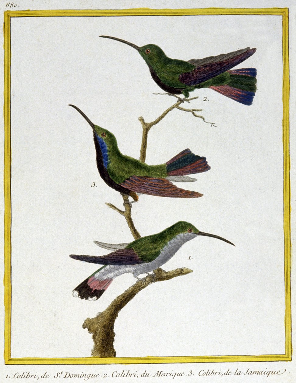 Bilim. zooloji. Santo Domingo, Meksika ve Jamaika