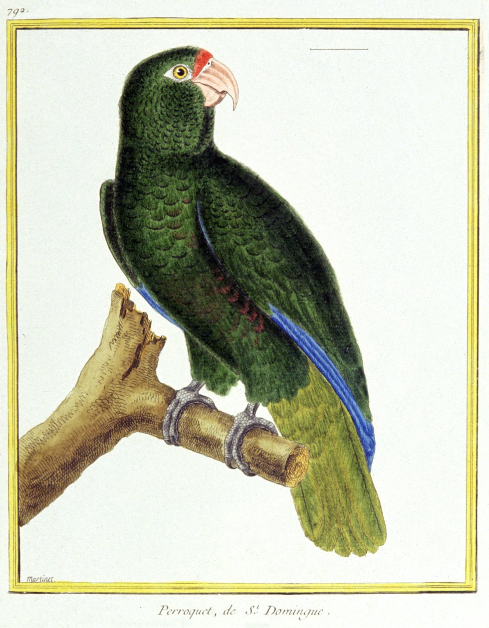 Bilim. zooloji. Santo Domingo papağanı. Francois Nicolas Martinet tarafından gravür: Kuşların Doğal Tarihi, Georges Louis Leclerc de Buffon, Fransa, c.1777 (renkli gravür) by Francois Nicolas Martinet