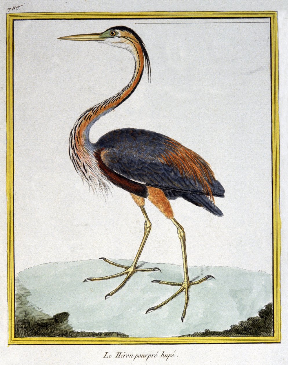 Bilim. zooloji. Mor Balıkçıl. Francois Nicolas Martinet tarafından gravür: Kuşların Doğal Tarihi, Georges Louis Leclerc de Buffon, Fransa, c.1777 (renkli gravür) by Francois Nicolas Martinet