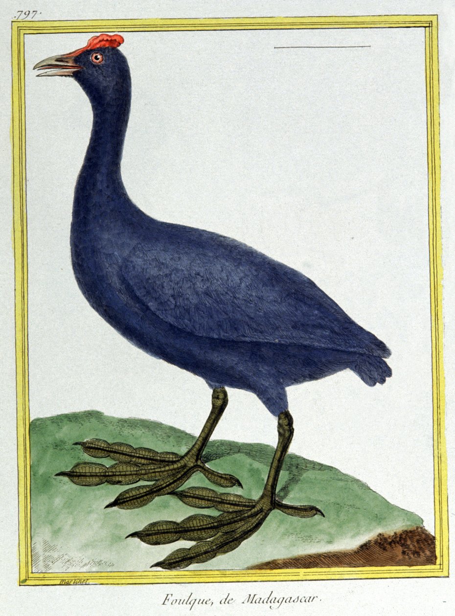 Bilim. zooloji. Kırmızı yumrulu yuh (Madagaskar