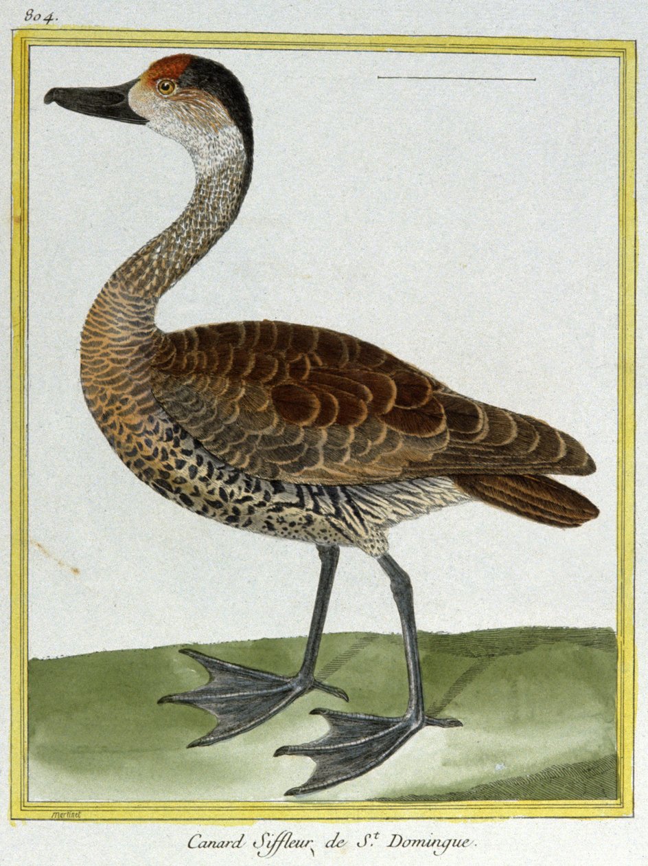 Bilim. zooloji. Santo Domingo'lu Wigeon. Francois Nicolas Martinet tarafından gravür: Kuşların Doğal Tarihi, Georges Louis Leclerc de Buffon, Fransa, c.1777 (renkli gravür) by Francois Nicolas Martinet
