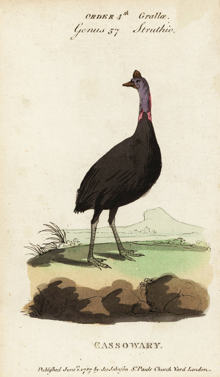 Güney cassowary, Casuarius casuarius by Francois Nicolas Martinet