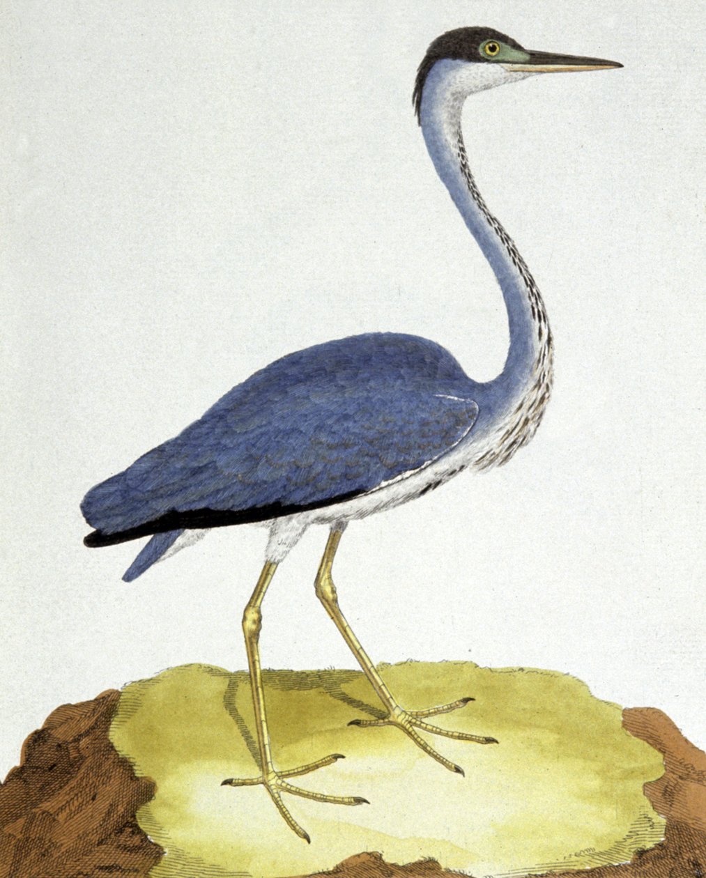 balıkçıl by Francois Nicolas Martinet