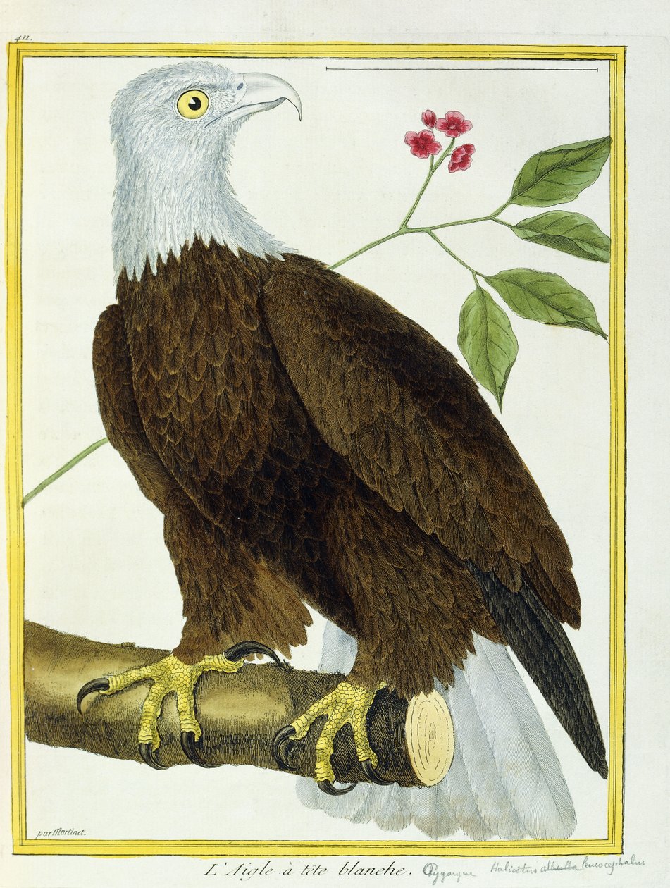 Ak başlı Kartal, c.1770-1786 by Francois Nicolas Martinet