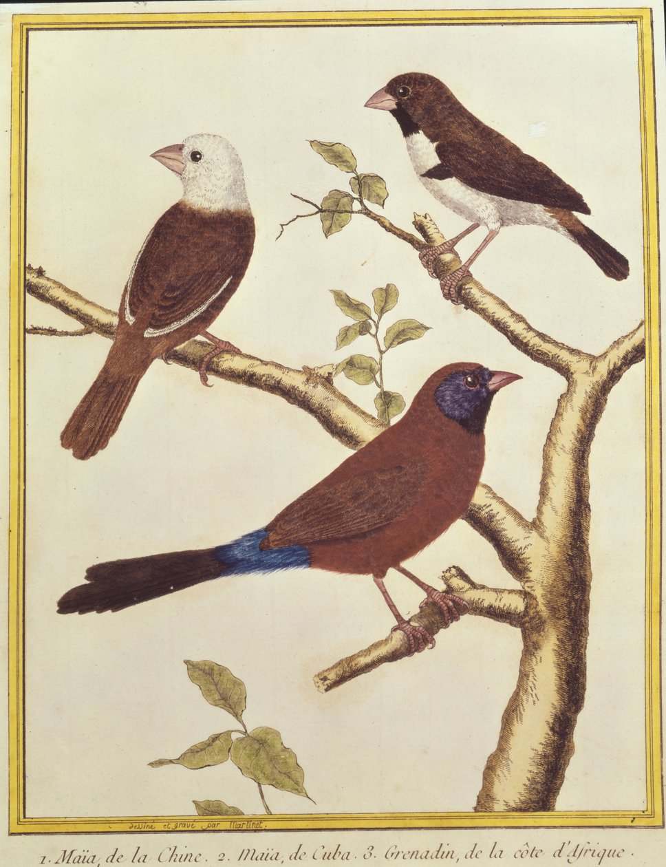 Ak başlı Munia, Çift Renkli Tohum Yiyen ve Menekşe Kulaklı Waxbill by Francois Nicolas Martinet