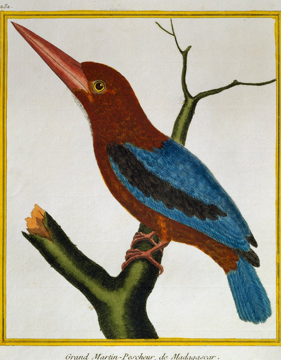 Kuşların Doğal Tarihinden Beyaz Boğazlı Yalıçapkını (Halcyon smyrnensis), by Francois Nicolas Martinet