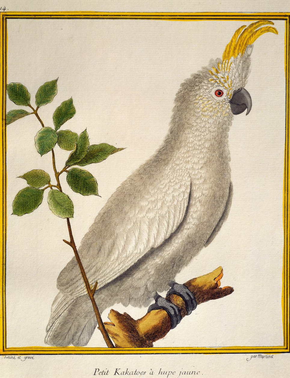 Kuşların Doğal Tarihinden Sarı Tepeli Kakadu (Cacatua sulphurea) by Francois Nicolas Martinet