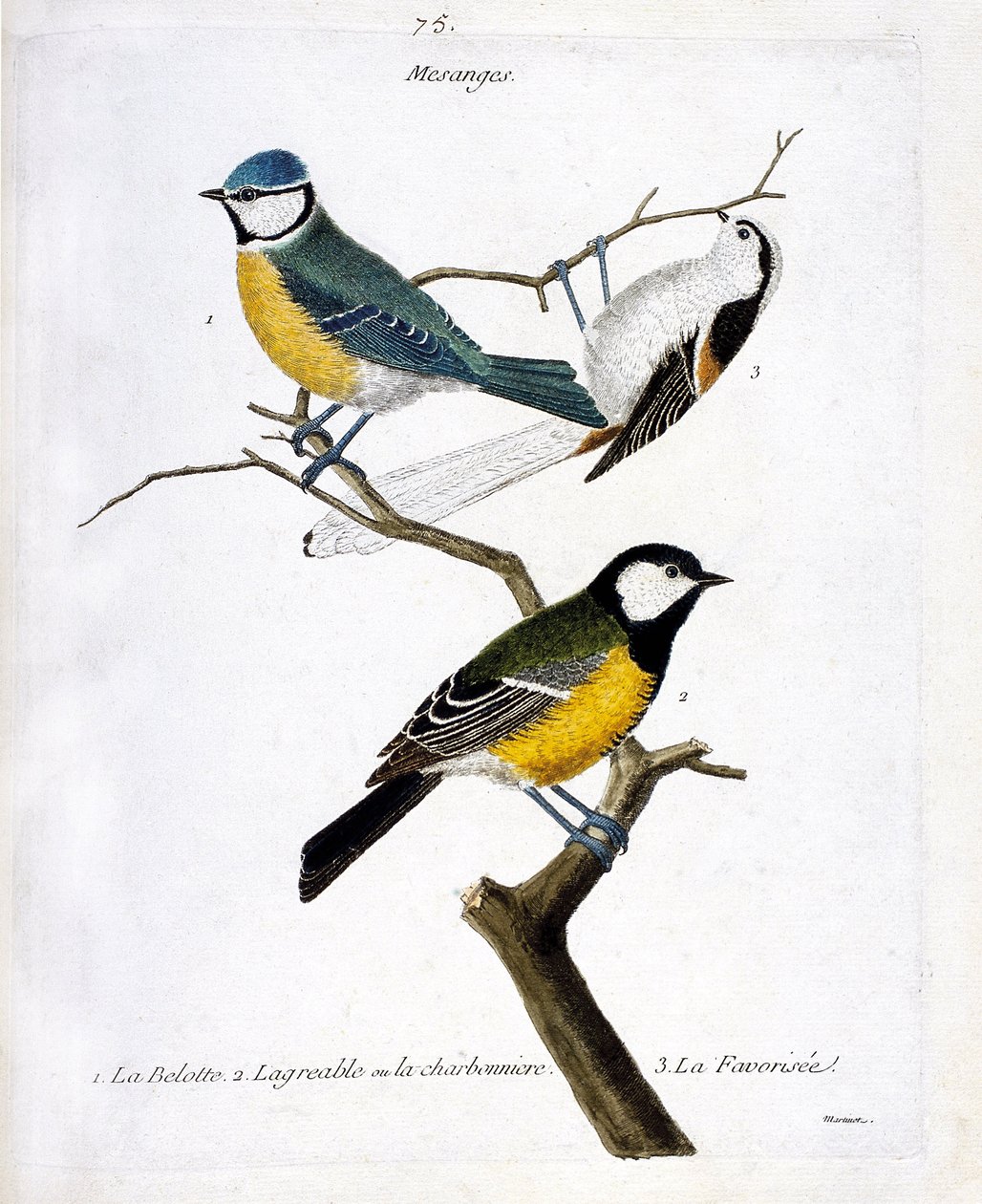 Zoolojik tahta (ornitoloji): Mesanges. 1: belotte (mavi mesange veya göründü caeruleus), 2. hoş veya charbonniere (mesange charbonniere veya parus major. 3. Bir dalda tercih edilen (uzun kuyruklu mesange veya aegithalos caudatus). by Francois Nicolas Martinet
