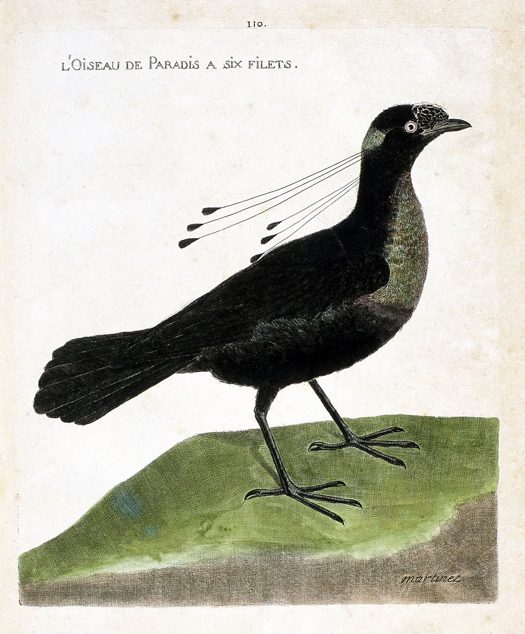 Zoolojik tahta (ornitoloji): cennet kuşunun altı ağı vardır (wahnes cenneti veya wahnesi patoria). Francois Nicolas Martinet (1731-1800) tarafından "Görünen ve Hassas Yönleriyle Boyanmış Kuşların Tarihi" adlı illüstrasyon. Özel koleksiyon. by Francois Nicolas Martinet