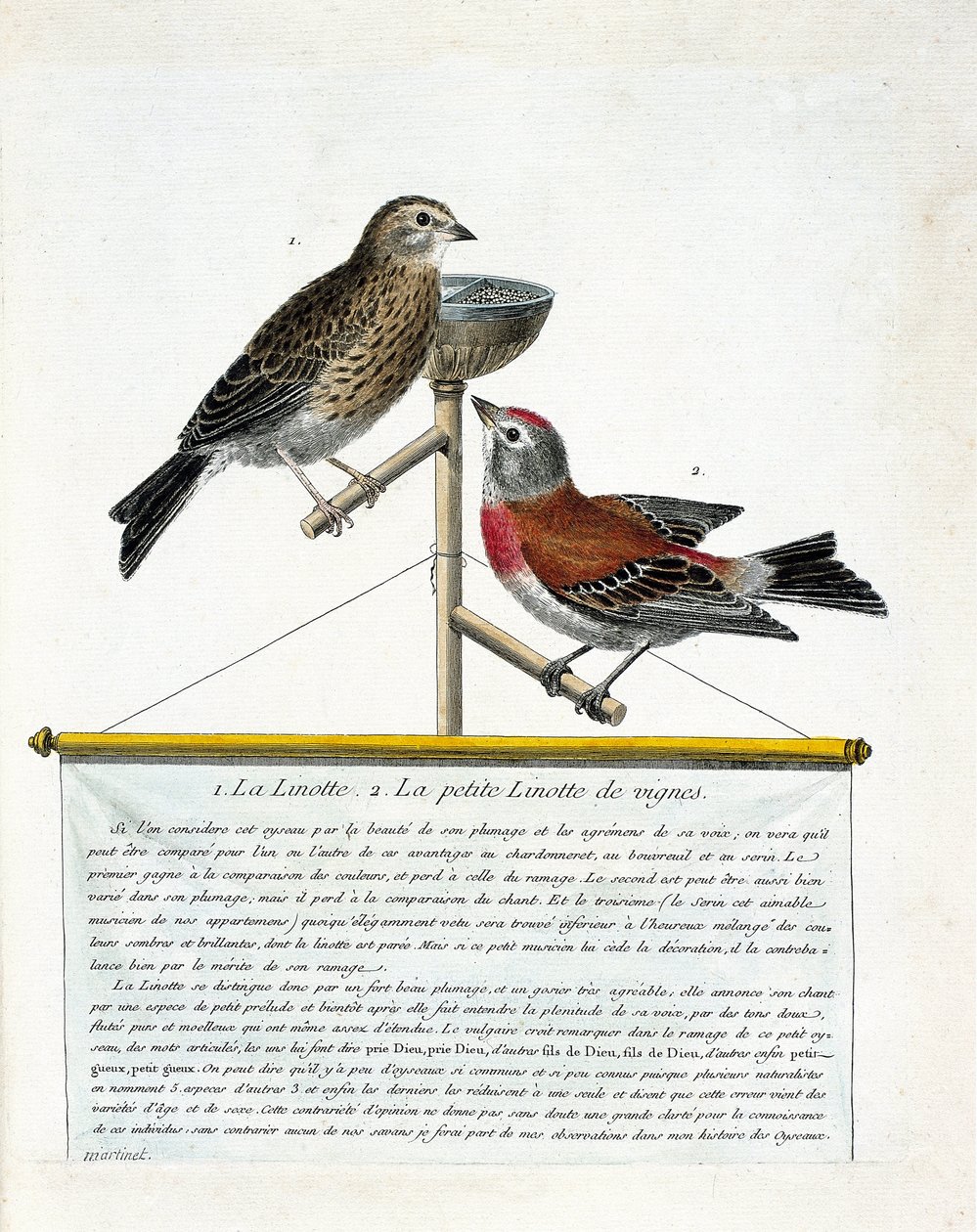 Zooloji tahtası (ornitoloji): yukarıdan aşağıya: Bir levrek üzerindeki linotte (melodik linotte) ve asmaların küçük linotları (carduelis cannabina). Francoi