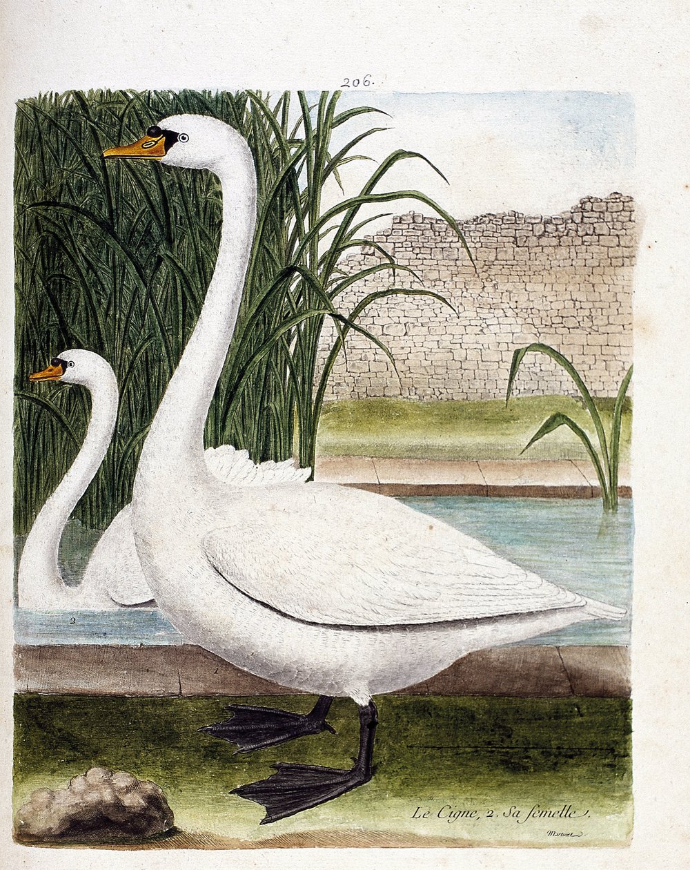 Zoolojik tahta (ornitoloji): ön: kuğu ve dişisinin arkasında (yumru kuğu veya kuğu rengi). Francois Nicolas Martinet (1731-1800) tarafından "Görünen ve Hassas Yönleriyle Boyanmış Kuşların Tarihi" adlı illüstrasyon. Özel koleksiyon. by Francois Nicolas Martinet