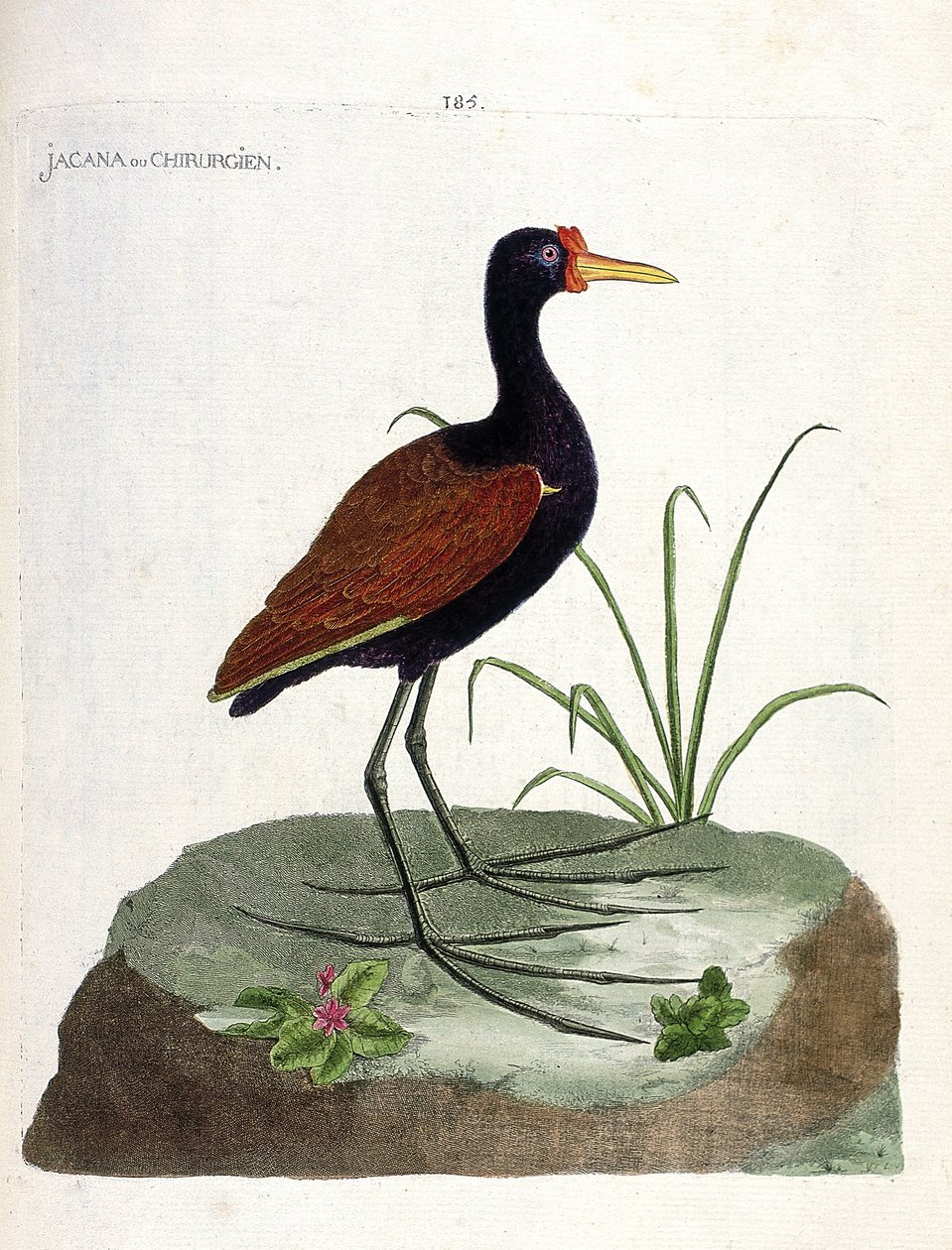 Zooloji kurulu (ornitoloji): jacana veya cerrah (jacana noir veya jacana jacaa). Francois Nicolas Martinet (1731-1800) tarafından "Görünen ve Hassas Yönleriyle Boyanmış Kuşların Tarihi" adlı illüstrasyon. Özel koleksiyon. by Francois Nicolas Martinet