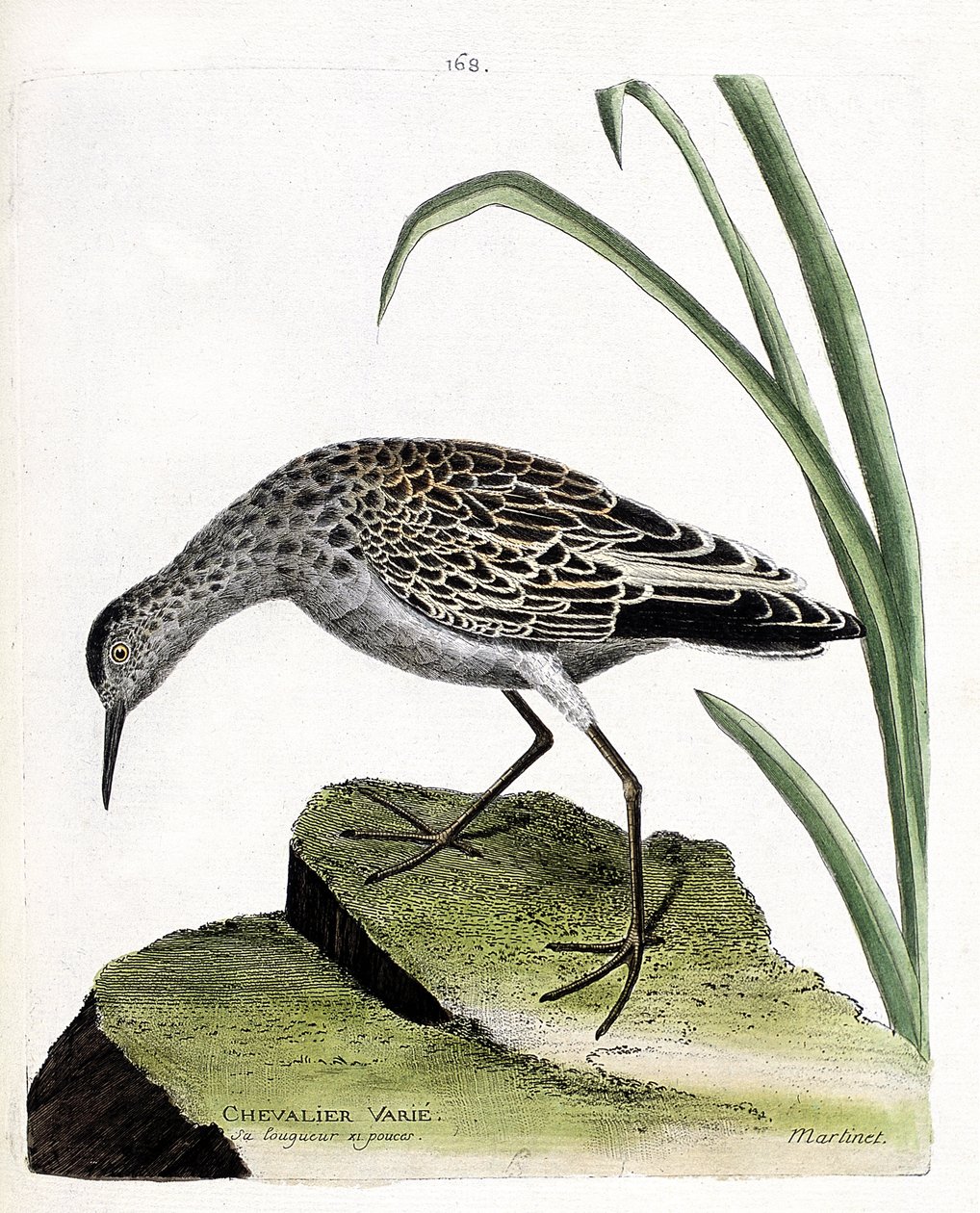 Zoolojik tahta (ornitoloji): şövalye değişir (savaşçı değişir veya philomachus pugnax). Francois Nicolas Martinet (1731-1800) tarafından "Görünen ve Hassas Yönleriyle Boyanmış Kuşların Tarihi" adlı illüstrasyon. Özel koleksiyon. by Francois Nicolas Martinet
