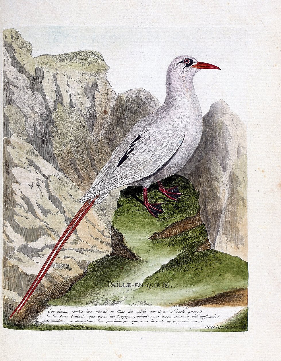 Zoolojik tahta (ornitoloji): kuyruk samanı (saman kuyruklu veya kırmızı şeritli fayton veya rubricauda). Francois Nicolas Martinet (1731-1800) tarafından "Görünen ve Hassas Yönleriyle Boyanmış Kuşların Tarihi" adlı illüstrasyon. Özel koleksiyon. by Francois Nicolas Martinet