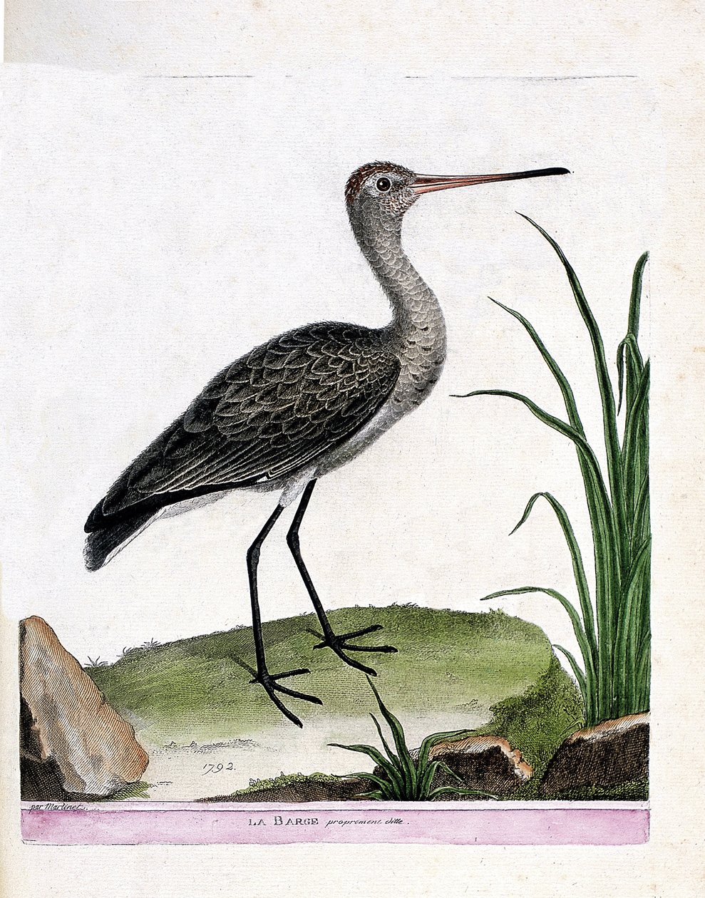 Zoolojik tahta (ornitoloji): mavnanın kendisi (kara kuyruklu mavna veya limosa limosa). Francois Nicolas Martinet (1731-1800) tarafından "Görünen ve Hassas Yönleriyle Boyanmış Kuşların Tarihi" adlı illüstrasyon. Özel koleksiyon. by Francois Nicolas Martinet