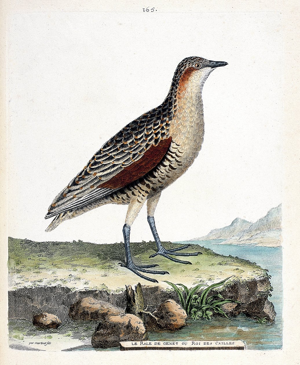 Zoolojik tahta (ornitoloji): diz yarışı veya bıldırcın kralı (crex crex). Francois Nicolas Martinet (1731-1800) tarafından "Görünen ve Hassas Yönleriyle Boyanmış Kuşların Tarihi" adlı illüstrasyon. Özel koleksiyon. by Francois Nicolas Martinet