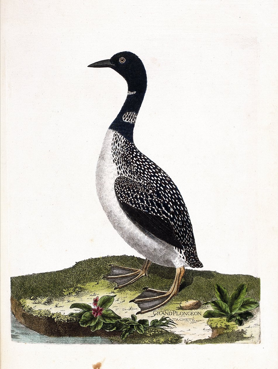 Zoolojik tahta (ornitoloji): büyük nokta dalışı (imstrand dalış veya gavia immer). Francois Nicolas Martinet (1731-1800) tarafından "Görünen ve Hassas Yönleriyle Boyanmış Kuşların Tarihi" adlı illüstrasyon. Özel koleksiyon. by Francois Nicolas Martinet