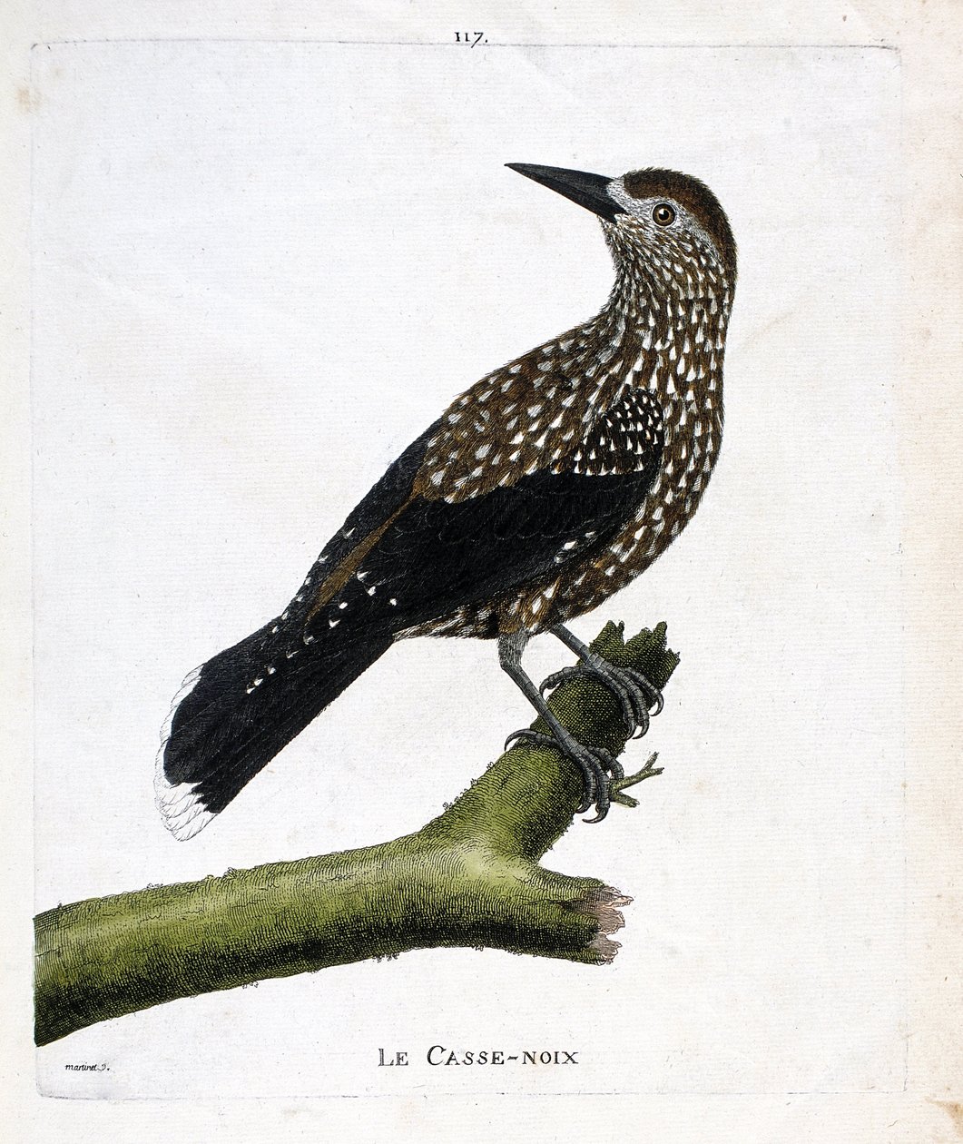 Zoolojik tahta (ornitoloji): Bir daldaki fındıkkıran (uçan fındık veya nucifraga caryocatacts). Francois Nicolas Martinet (1731-1800) tarafından "Görünen ve Hassas Yönleriyle Boyanmış Kuşların Tarihi" adlı illüstrasyon. Özel koleksiyon. by Francois Nicolas Martinet