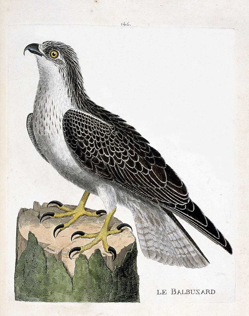 Zoolojik tahta (ornitoloji): balıkkartalı (osprey veya pandion haliaetus). Francois Nicolas Martinet (1731-1800) tarafından "Görünen ve Hassas Yönleriyle Boyanmış Kuşların Tarihi" adlı illüstrasyon. Özel koleksiyon. by Francois Nicolas Martinet