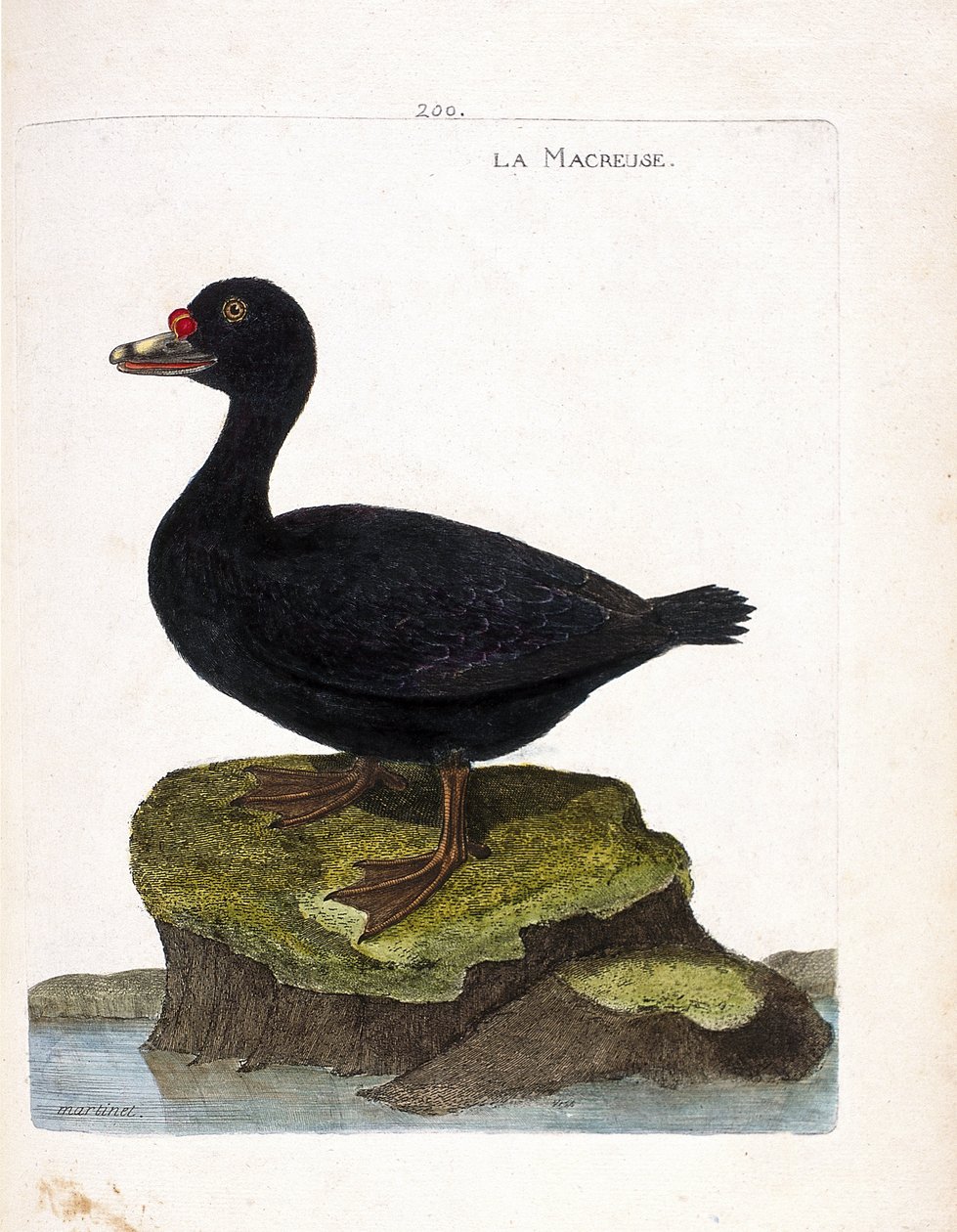Zoolojik tahta (ornitoloji): kürekçi (siyah skuter veya melanitta nigra). Francois Nicolas Martinet (1731-1800) tarafından "Görünen ve Hassas Yönleriyle Boyanmış Kuşların Tarihi" adlı illüstrasyon. Özel koleksiyon. by Francois Nicolas Martinet
