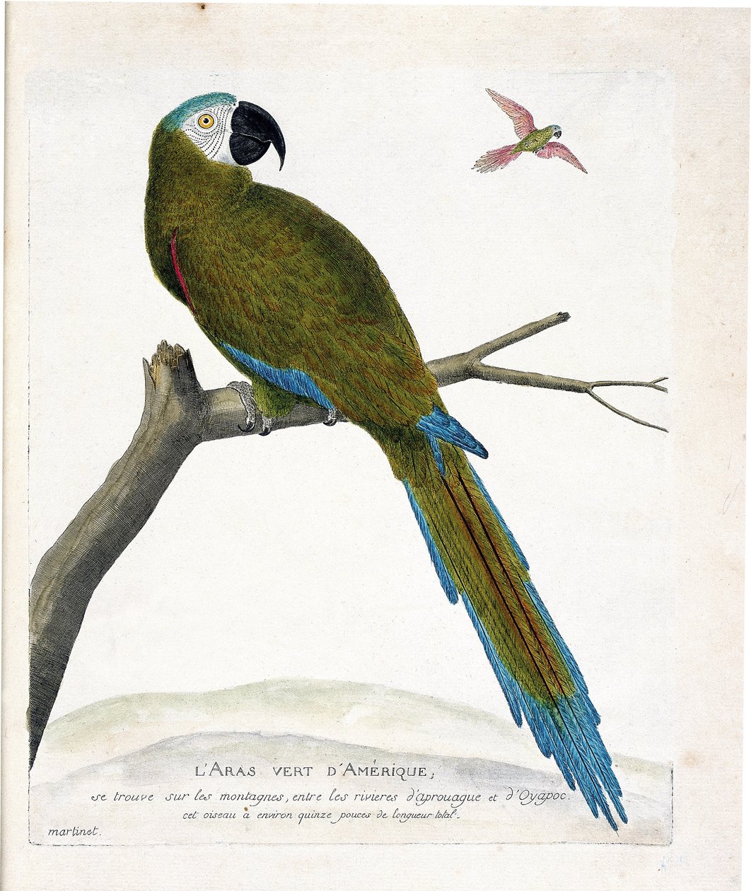 Zoolojik harita (ornitoloji): Bir dalda Amerikan yeşil aras (Ara vert veya ara severa). Francois Nicolas Martinet (1731-1800) tarafından "Görünen ve Hassas Yönleriyle Boyanmış Kuşların Tarihi" adlı illüstrasyon. Özel koleksiyon. by Francois Nicolas Martinet