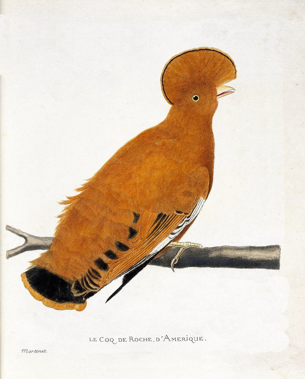Zoolojik grafik (ornitoloji): Amerikan kaya horozu (portakal horozu veya rupicola rupicola) bir dalda by Francois Nicolas Martinet