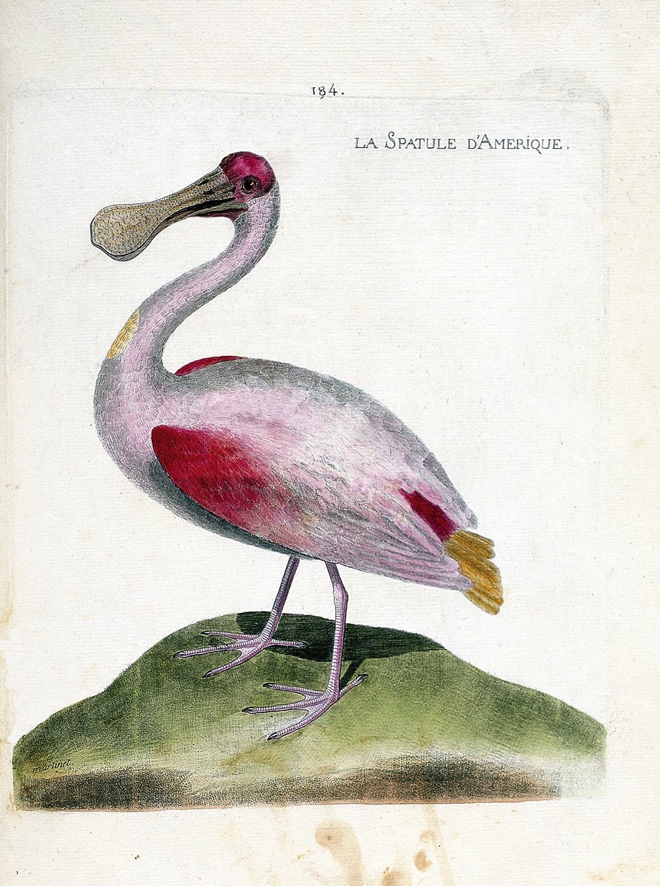 Zoolojik harita (ornitoloji): Amerikan spatulası (pembe spatula veya platalea ajaja). Francois Nicolas Martinet (1731-1800) tarafından "Görünen ve Hassas Yönleriyle Boyanmış Kuşların Tarihi" adlı illüstrasyon. Özel koleksiyon. by Francois Nicolas Martinet