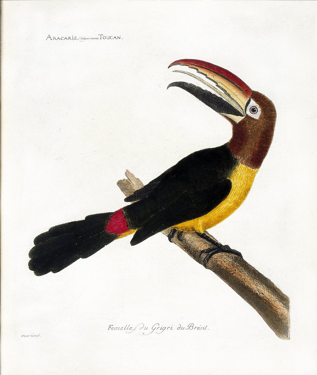Zoolojik harita (ornitoloji): Aracaris, kaba toucan (yeşil aracari veya pteroglossus viridis) by Francois Nicolas Martinet