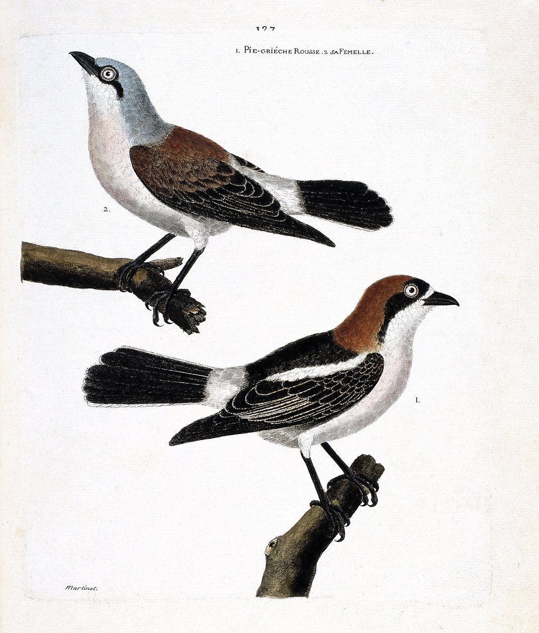 Zoolojik harita (ornitoloji): Altta: kızıl saçlı grieche veya grieche kızıl saçlı bir kafa (lanius senator) ve dişisi (grieche ecorcheur veya lanius collurio) üst dalda by Francois Nicolas Martinet
