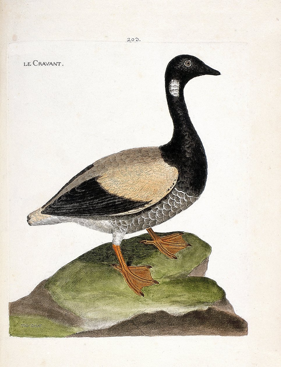 Zoolojik harita (ornitoloji): Brant (brant veya branta bernicla). Francois Nicolas Martinet (1731-1800) tarafından "Görünen ve Hassas Yönleriyle Boyanmış Kuşların Tarihi" adlı illüstrasyon. Özel koleksiyon. by Francois Nicolas Martinet