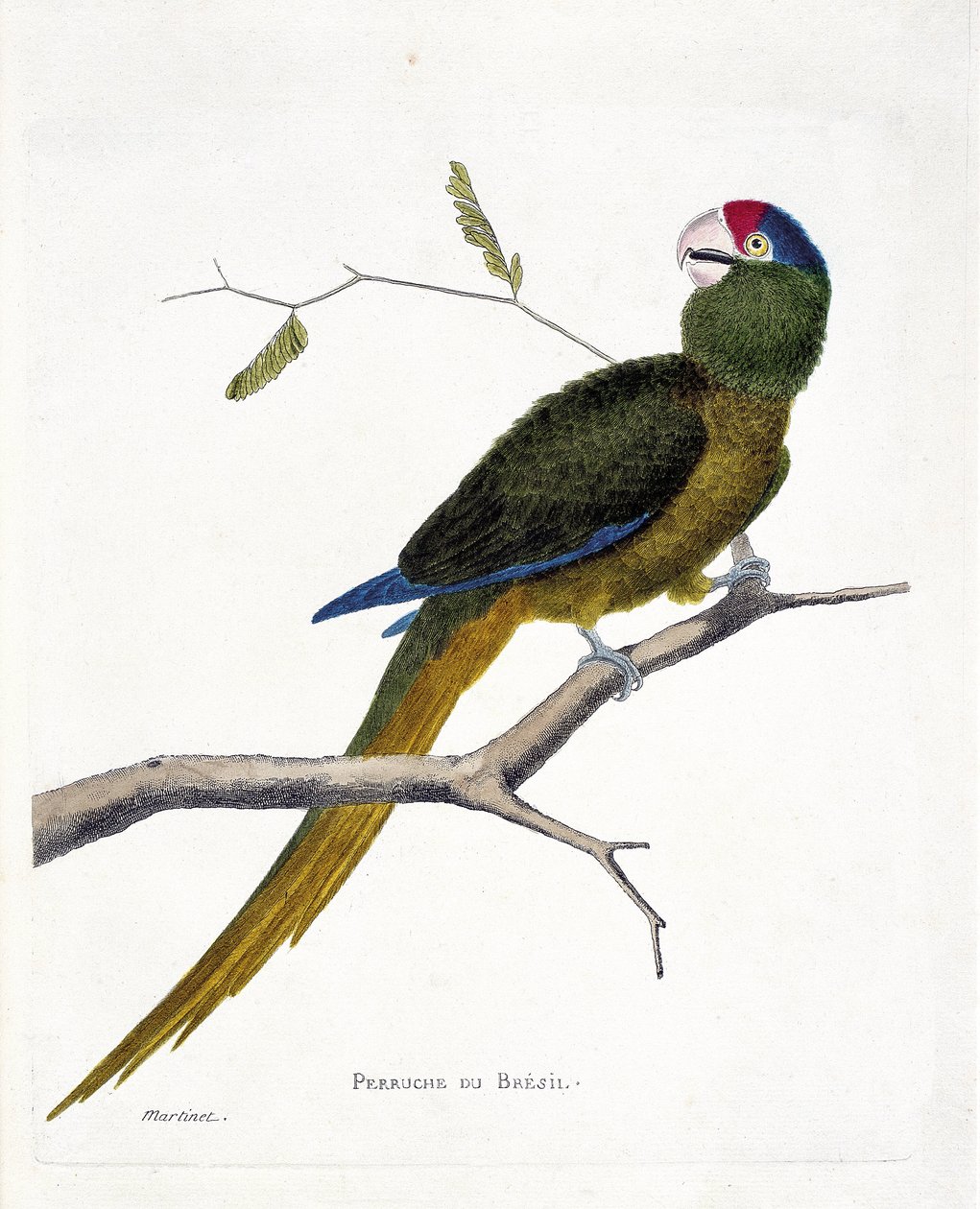 Zoolojik harita (ornitoloji): Bir dalda Brezilya muhabbet kuşu (kırmızı alınlı conure veya aratinga canicularis). Francois Nicolas Martinet (1731-1800) tarafından "Görünen ve Hassas Yönleriyle Boyanmış Kuşların Tarihi" adlı illüstrasyon. özel sütun by Francois Nicolas Martinet